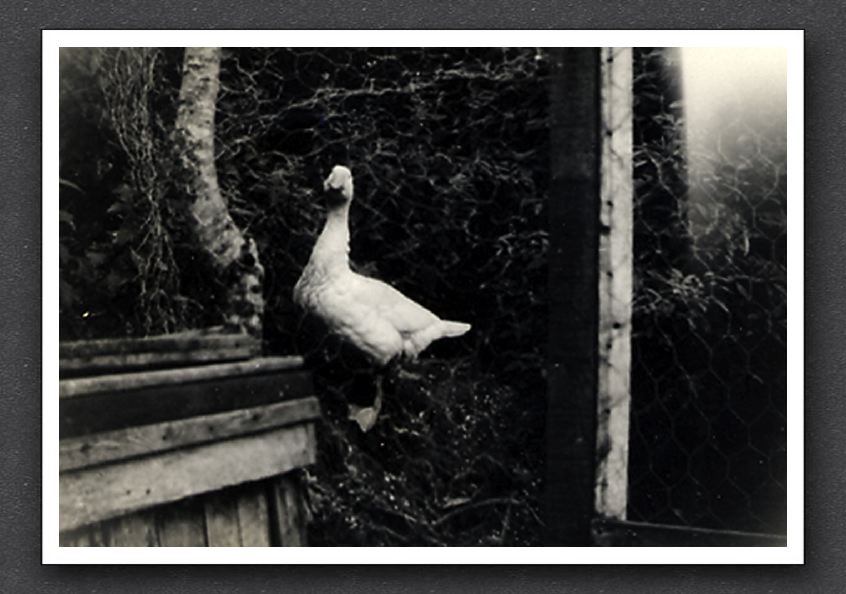 Goose