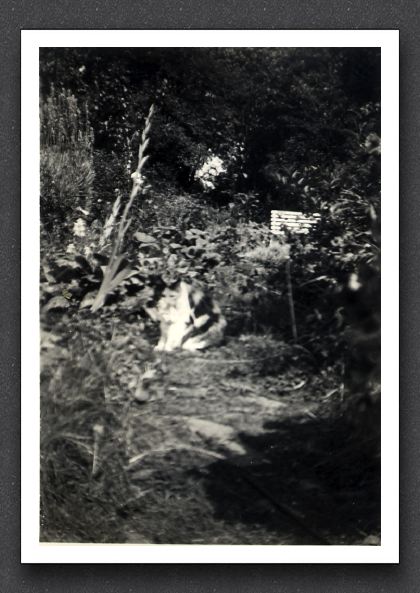 RIF Watersmeet Garden 1956